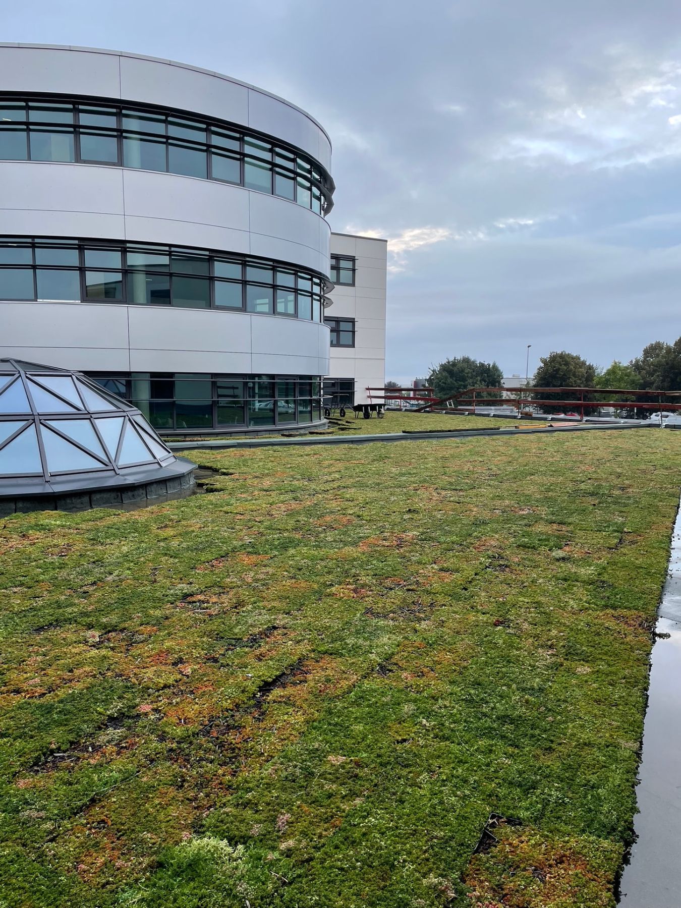 Toiture végétalisée en sedum bordant la façade cylindrique du bâtiment tertiaire