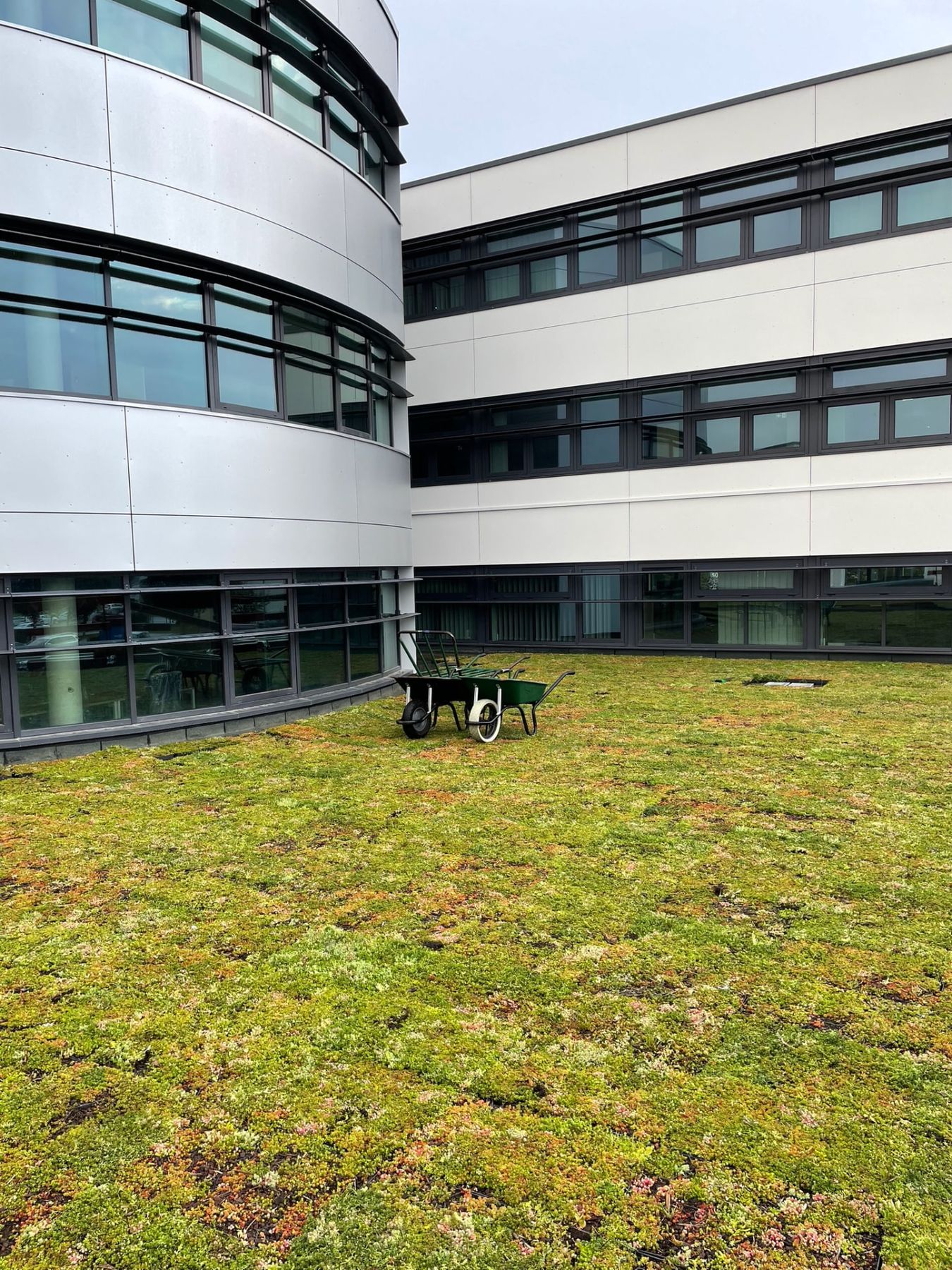 Pose du substrat et du tapis de sedum sur la toiture-terrasse du bâtiment tertiaire