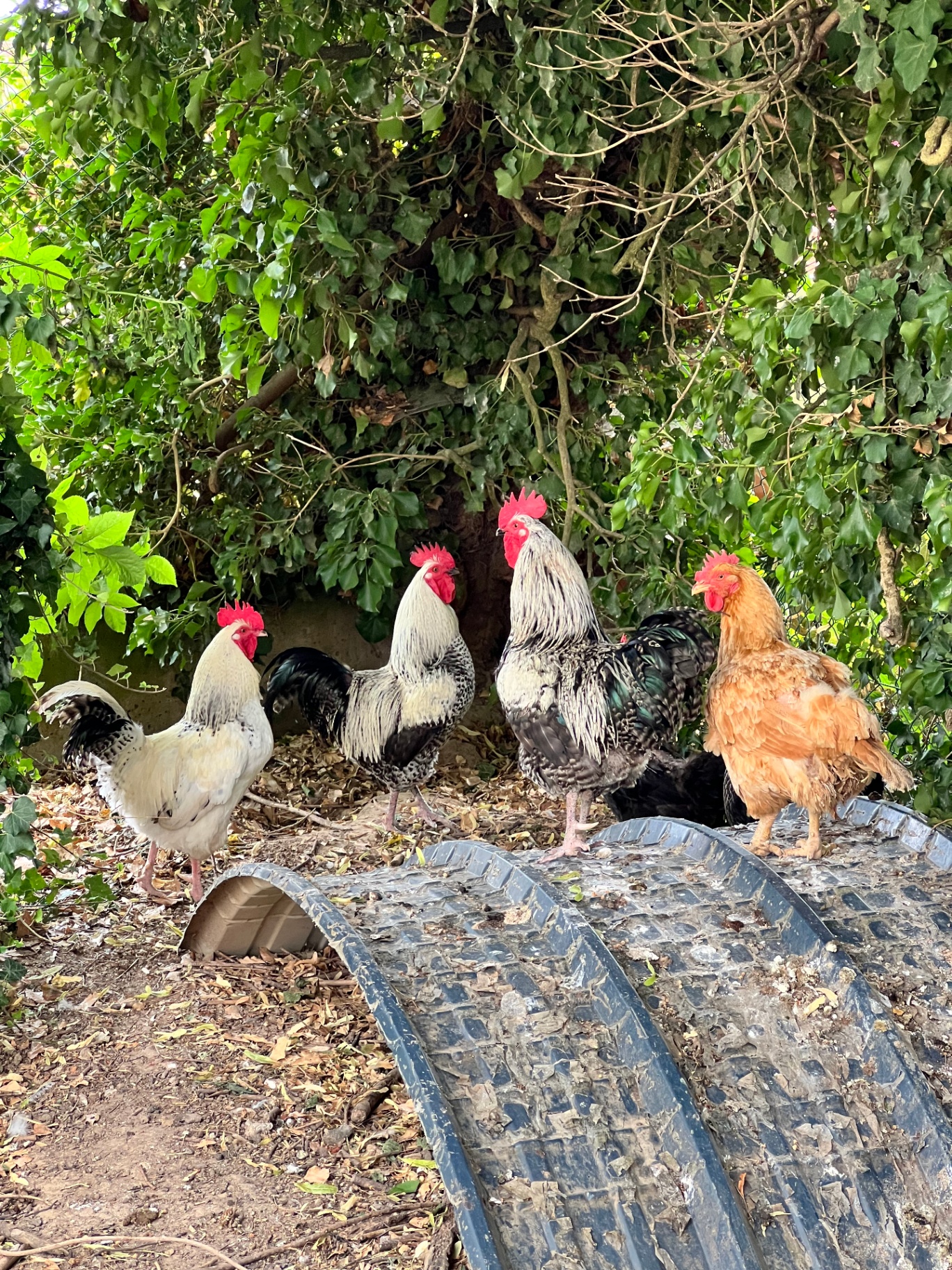 Les coqs et poules de notre poulailler à Tillé